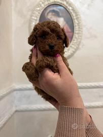 Barboncino Miny tot redbrown