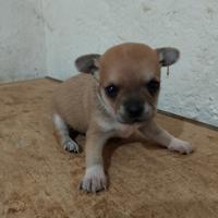 Cucciolo di chihuahua