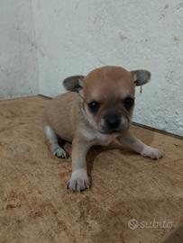 Cucciolo di chihuahua