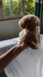 Maltese Maltipoo Maschi