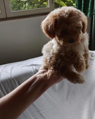Maltese Maltipoo Maschi