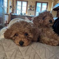 Barboncino toy maschio fulvo