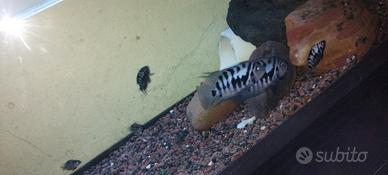 Ciclosoma Nigrofasciatum
