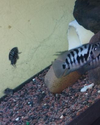 Ciclosoma Nigrofasciatum