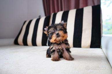 Yorkshire Terrier
