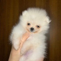 Cuccioli spitz tedesco nano (volpino di pomerania)