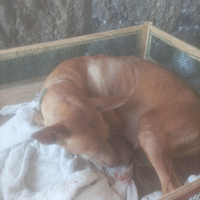 Cuccioli di Cernusco dell'Etna originale nat