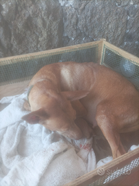 Cuccioli di Cernusco dell'Etna originale nat