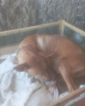 Cuccioli di Cernusco dell'Etna originale nat
