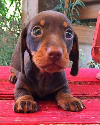Bassotti cuccioli Kaninchen e Nani Pedigree Enci