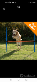 Set salto agility cani