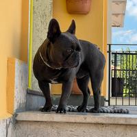 Bulldog francese blue