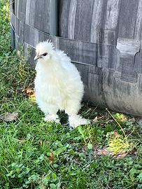 Gallo morosetta