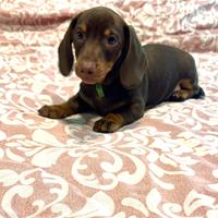 Bassotto cioccolato con Pedigree enci