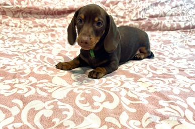 Bassotto cioccolato con Pedigree enci