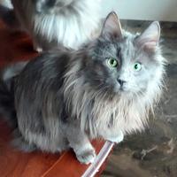 Gatti di Angora Turco