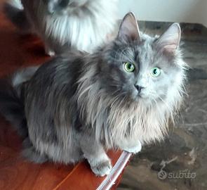 Gatti di Angora Turco