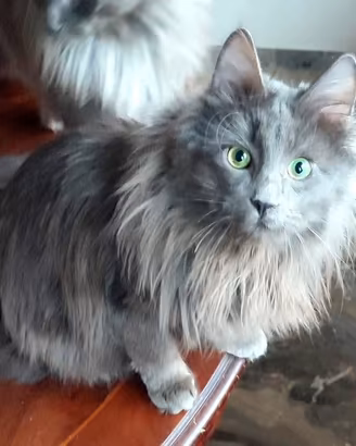 Gatti di Angora Turco