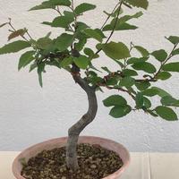 Prebonsai  di carpino