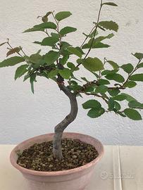 Prebonsai  di carpino