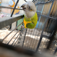 Coppia di pappagalli del Senegal