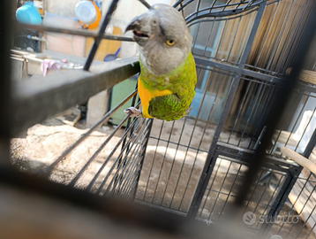 Coppia di pappagalli del Senegal