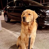 Maschio di Golden Retriver Americano per monta