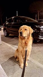 Maschio di Golden Retriver Americano per monta