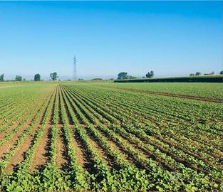 Azienda agricola a seminativo irrigua