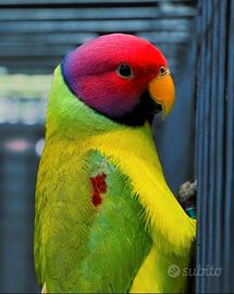 Pappagalli coppie e singoli