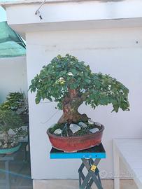 Bonsai Carpino