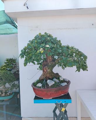 Bonsai Carpino