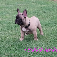 Bulldog francese