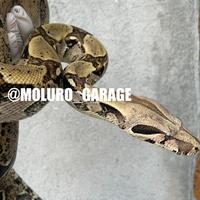Boa constrictor
