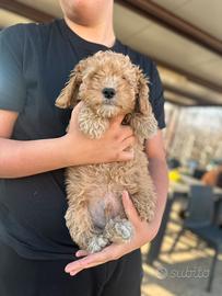 Barboncino METÀ PREZZO