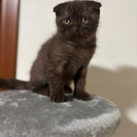Cucciolo Scottish fold chocolate