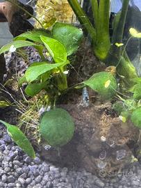 Neocaridine blu dream con acquario