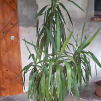 Tronchetto della felicità