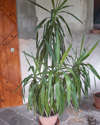 Tronchetto della felicità