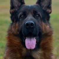 Pastore tedesco puro maschio per accoppiamento