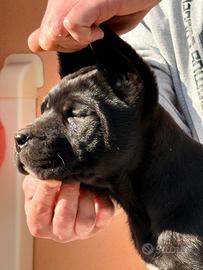 Cuccioli Cane Corso