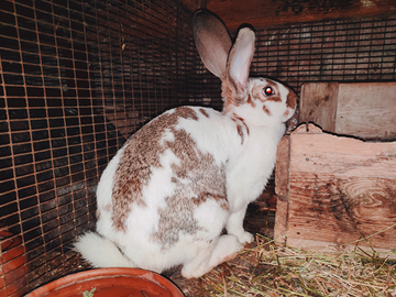Conigli Giganti delle Fiandre - Razza Pura, Vaccin