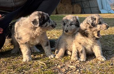 Cuccioli Australian Sheperd x belga x Lagorai