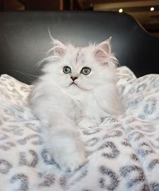 Cuccioli Persiani Chinchillà
