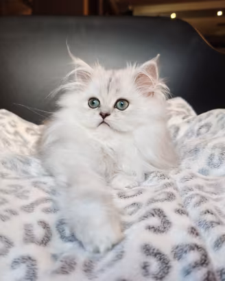 Cuccioli Persiani Chinchillà