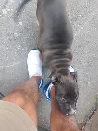 American bully pocket