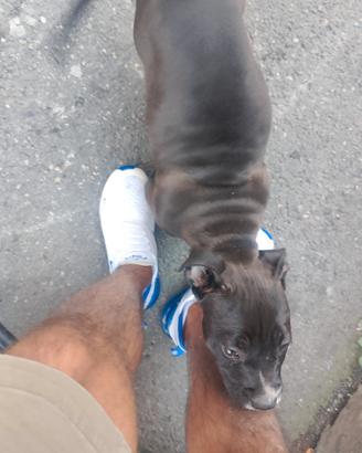 American bully pocket