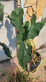Piante da laghetto Colocasia