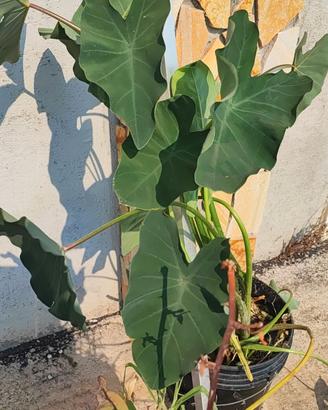 Piante da laghetto Colocasia