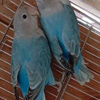 Inseparabili